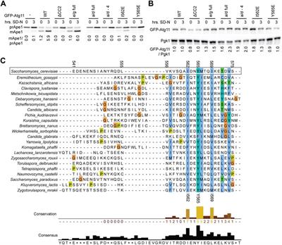 Mapping Critical Residues in ATG11’s Coiled-Coil 2 Domain that Block Multiple Interactions and Disrupt Selective Autophagy